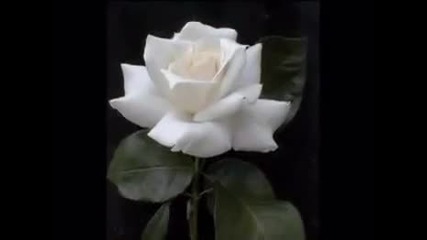 Yanni - Love is all 