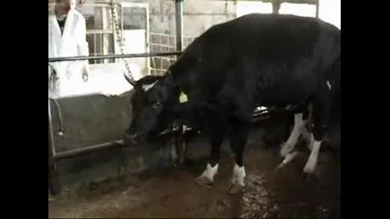 луда крава в ферма 
