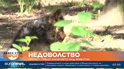 Протест в София срещу насилието на животни