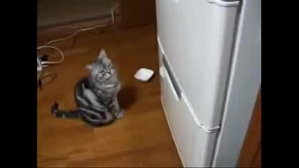 Доста гладна котка 