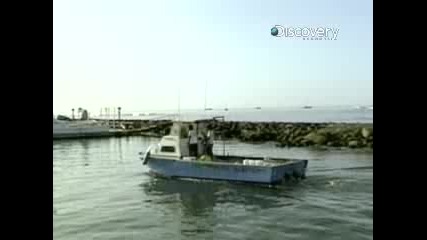 Tiger Shark Attack