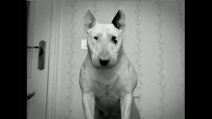 [ Bull Terrier ] 2010