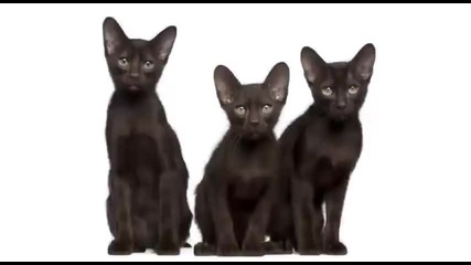 Boots and Cats