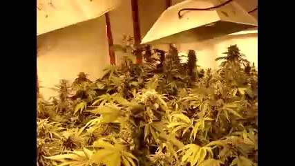 My legal marijuana Garden