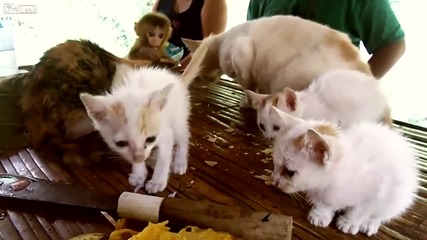 Малка маймунка и котенца хапват чипс