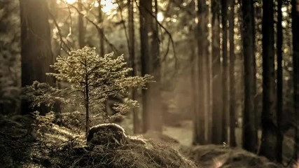 Frozen Dandylions - Void