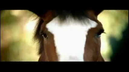  BUDWEISER 