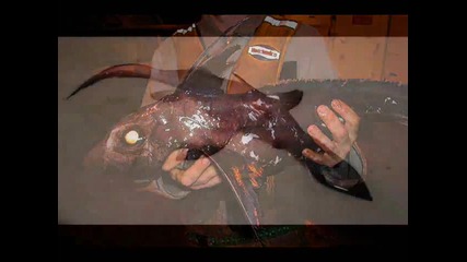 Странни риби се появяват след Цунами 