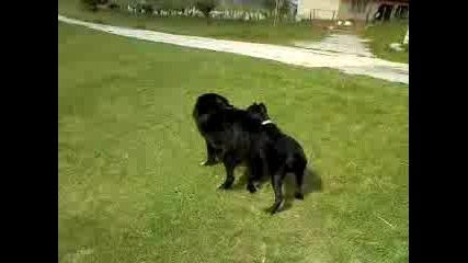 cane corso vs karaka4an