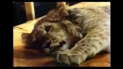 Christian the Lion - All Lion Hugs