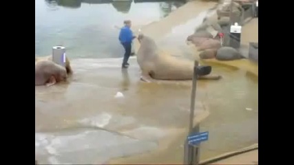 Морж прави преси