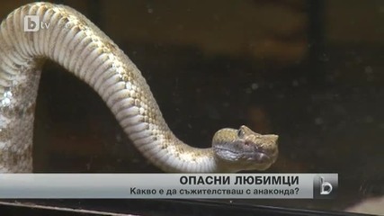 Българин отглежда змии като домашни любимци
