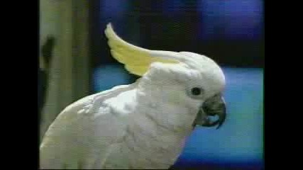 Пиещи папагали - Пародия на Страшен филм 