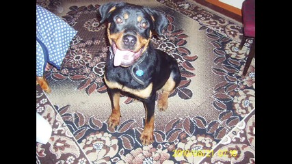 rottwailer cezar