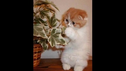 Very Funny Cats 