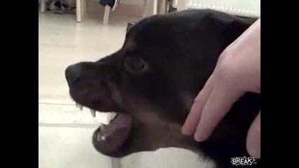 Страховито Ръмжащо Куче!