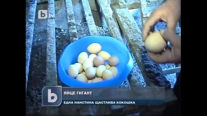 Кокошка снесе Яйце гигант