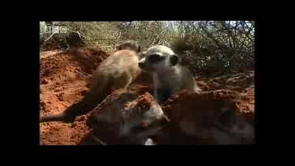 Cute meerkat pups hide in African desert - Bbc wildlife