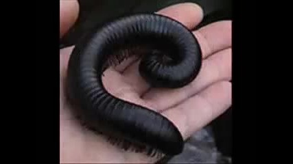 Странни животни 