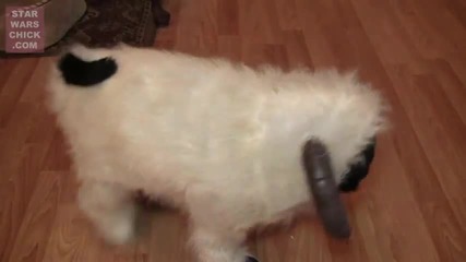Куче - овца :d