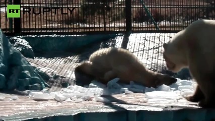 Любов от пръв поглед между полярни мечки