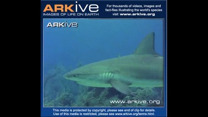 Blacktip reef shark