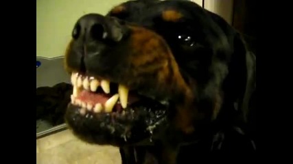 Куче се зъби – все едно е на зъболекар