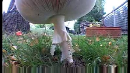 Mushroom time lapse Amanita Muscaria