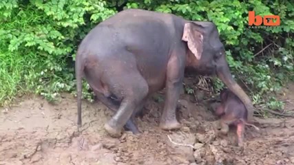 Слон спасява бебето си от удавяне в река