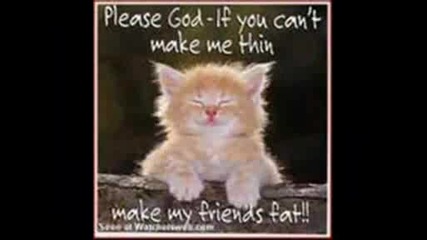 Funny cats