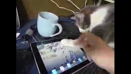 Сладко коте играе на Ipad