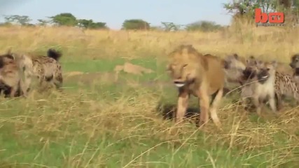 Глутница хиени срещу лъв , отмъкват му плячката !