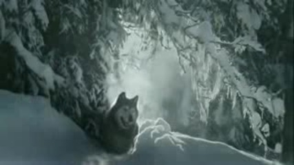 Celtic Music - Wolf Blood
