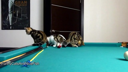 Котенца играят билярд .. Сладури ..