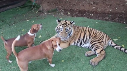 Млад тигър си играе с кучета