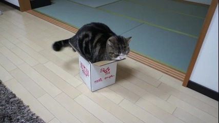котето Мару се крие и лежи в кутия