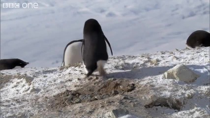 Пингвин Крадец ...