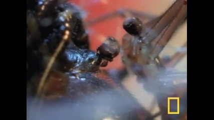 National Geographic - Most Venomous Spider in North America 