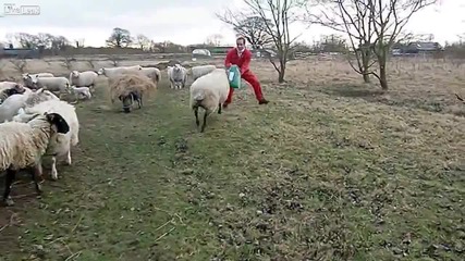 Гневът на овцете