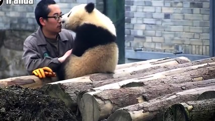 Малка панда си прави селфи