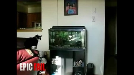 Какво прави котка за риба 