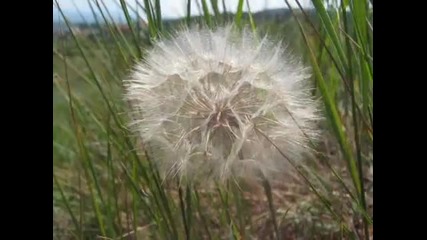 Dreamer.../глухарчето на Леа/