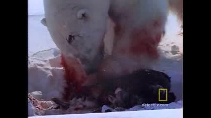 Animals Attack: Polar Bear Vs. Ring Seal