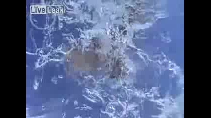 Птица хваща риба под водата ! 