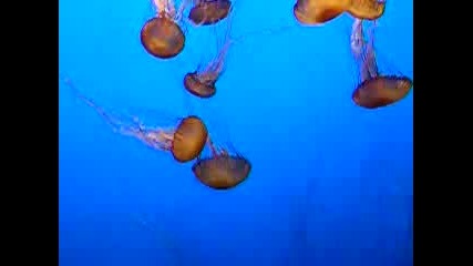 Страннен Вид Медуза