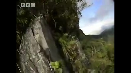 Extreme mountian climbing to the summit - Expedition Borneo - Bbc wildlife 