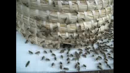 Swarm is slowly settling into Skep Hive