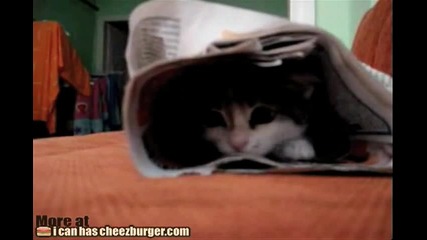 Малко коте си играе със вестник.!