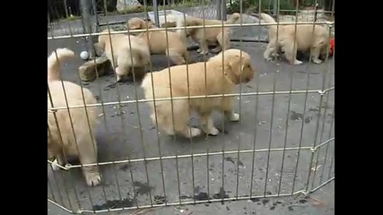 Малки кученца 