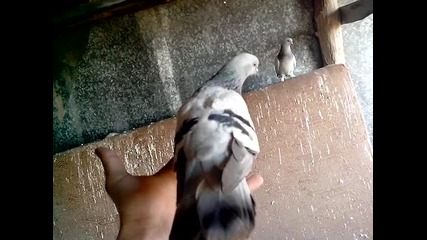 Vid_20140215_152544